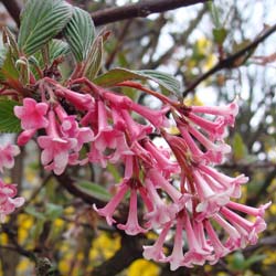 Viburnum bodnantense Dawn